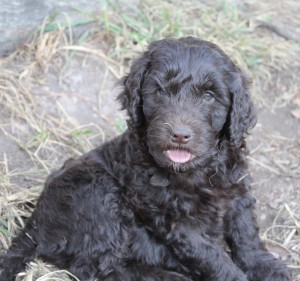 Brown Labradoodle Puppy